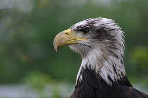 The Bald Eagle